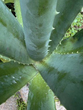 Yığılmış Clay Terracotta Çatı Döşemeleri 'nin Güneş Işığı Fişeği ile Yakın Çekimi