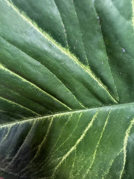 Yığılmış Clay Terracotta Çatı Döşemeleri 'nin Güneş Işığı Fişeği ile Yakın Çekimi