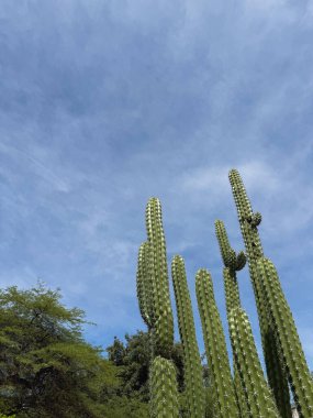 Mavi ve bulutlu gökyüzüne karşı uzun sütun kaktüsünün alçak açılı görüntüsü