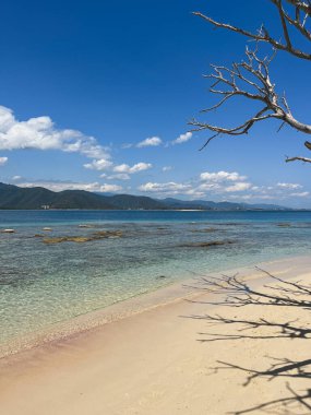 Genç keçi kumsalda yiyecek arıyor.