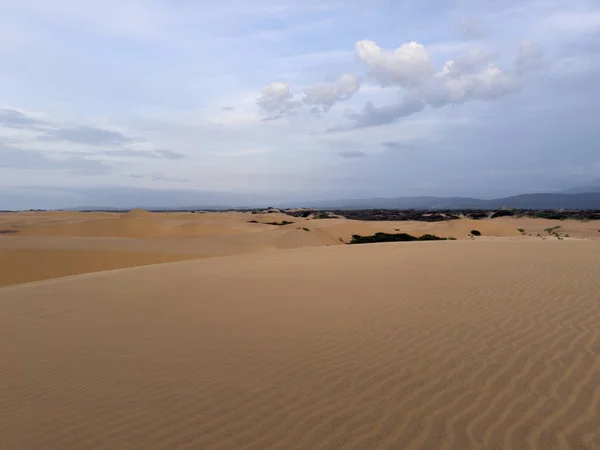 Genç keçi kumsalda yiyecek arıyor.