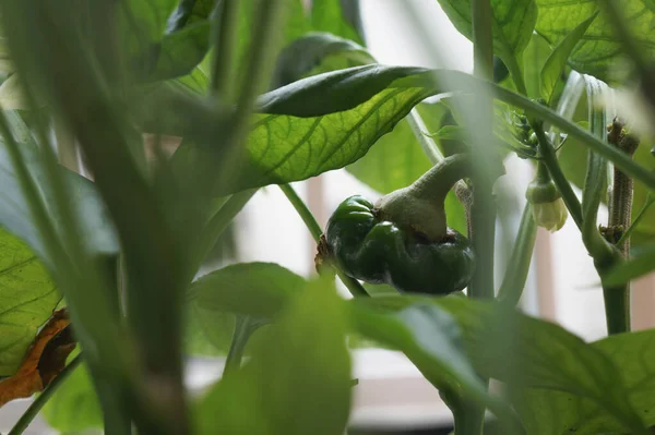 Canlı yapraklarla çevrili bir tencerede yeşil biber. Ev bahçeleri ve taze ürünler.