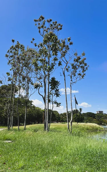  Doğal çevre - Yüksek ağaçlar ve parlak mavi gökyüzü ile tropikal park manzarası