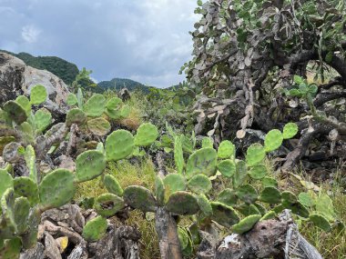 Yaban Dikenli Armut Kaktüsü Dağlık Topraklara oyulmuş grafiti ile Bulutlu Gökyüzü altında
