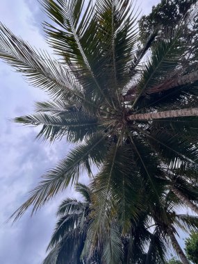Bulutlu bir gökyüzüne karşı tropikal hindistan cevizi palmiyelerinin düşük açılı görüntüsü