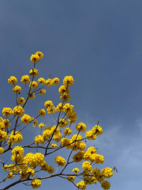 Altın bir trompet ağacının parlak sarı çiçekleri açık mavi bir gökyüzüne karşı çiçek açıyor.