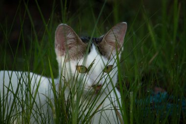 Uzun yeşil çimenlerde saklanan bir kedinin güzel bir portresi. Yoğun yeşil gözleri doğrudan kameraya bakıyor.