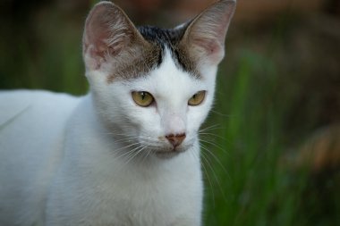 Büyüleyici sarı gözleri olan evcil bir kedinin güzel yakın plan portresi, bahçedeki tuhaf bir ifadeyle dikkatlice bakıyor.