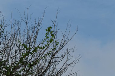 Kışın çıplak ağaç dallarına yapışan son birkaç yeşil yaprak, minimalist bir umut, esneklik ve hayatta kalma kavramı.