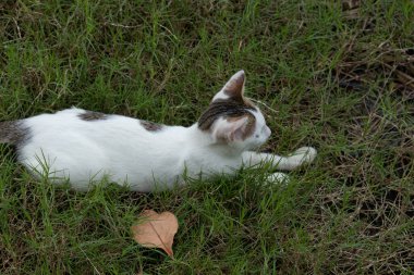 A top-down view of a calico cat lying down and relaxing on a lush green grass lawn, enjoying the outdoors