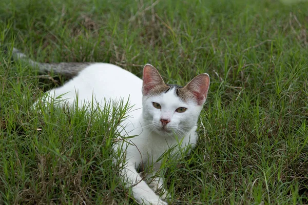 Yeşil çimlerin üzerinde uzanmış, sakin bir ifadeyle doğrudan kameraya bakan bir yavru kedinin güzel portresi..