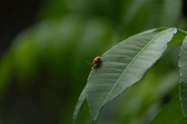 A minimalist composition of a single tiny bug resting on the edge of a green leaf against a soft bokeh background, a concept of solitude