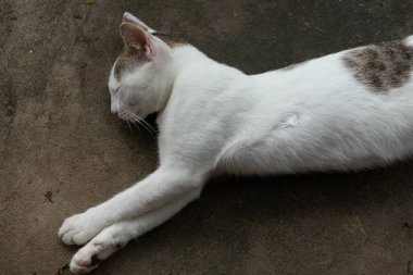 A top-down view of a calico cat sleeping peacefully and stretched out on a concrete floor, a serene moment of a resting pet.