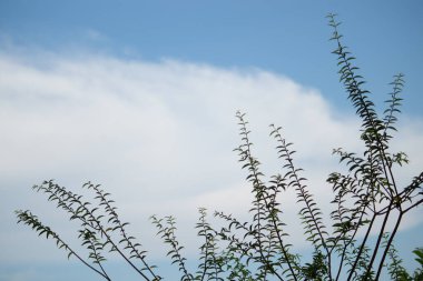Silhouette of delicate tree branches reaching up against a pale blue sky with soft white clouds, creating a peaceful and minimalist feel.