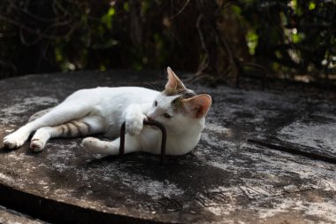 Oyuncu beyaz bir kedi beton bir rögar kapağının üzerinde yatıp metal bir sapı ısırıyor. Evcil bir hayvanın tatlı ve doğal bir anını yakalıyor.