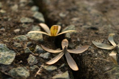 Kurumuş çiçekler kayalık ve çatlak bir zemine düşerek, esneklik, doğa ve yaşam döngüsü hakkında şiirsel ve sanatsal bir doğal sahne yarattı.