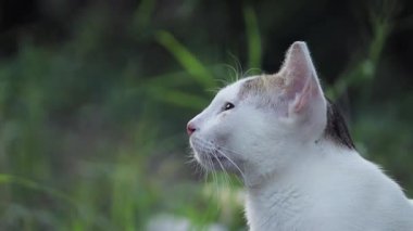 Benekli kulakları olan güzel beyaz bir kedi, sakin bir bahar günü yeşil bir arka planda evcil hayvan güzelliği sergiliyor.