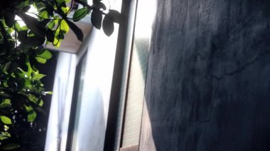 Beton bir duvar ve yeşil yaprakların yanındaki desenli camdan parlayan parlak güneş ışığı, sakin ve minimalist bir atmosfer yaratıyor.