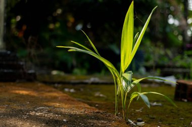 Beton zemindeki çatlaktan büyüyen küçük yeşil bir fidan, güzel altın güneş ışığı ile aydınlatılmış, umut ve dayanıklılığın sembolü.