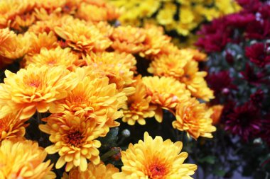 Piyasada kasımpatılar