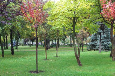 Parkta renkli ağaçlar.
