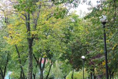 Renkli ağaçlar ve yapraklarla dolu sonbahar manzarası