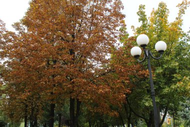 Şehirdeki sonbahar parkı