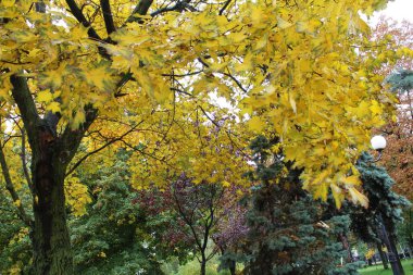 Şehirdeki bir parkta sarı sonbahar yaprakları