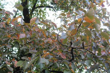 Güzel botanik fotoğrafı, doğal duvar kağıdı.