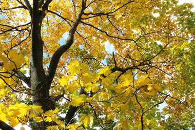 yellow maple leaves, yellow autumn tree in the park
