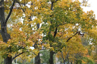 Sonbahar manzarası, sarı yapraklar, ağaçlar