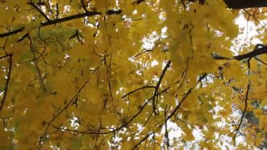 Sonbahar yaprakları, sonbahar bitkileri