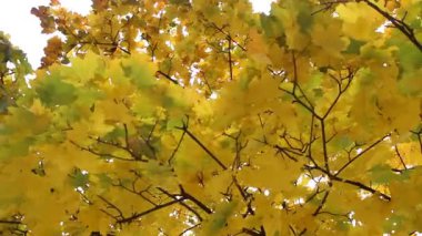 Sonbahar yaprakları, sonbahar bitkileri