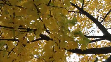 Sonbahar yaprakları, sonbahar bitkileri