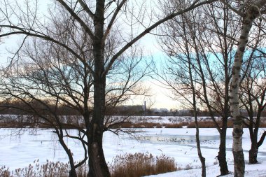 Karla kaplı ağaçlarla kaplı kış manzarası