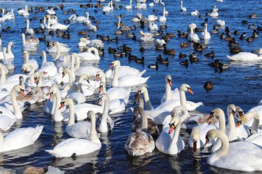 Gölde güzel beyaz kuğular