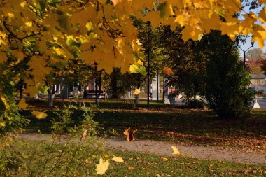 Sarı akçaağaç yaprakları yere düşer..