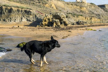 Kara köpek kumsalda koşar..