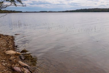 Sakin bir Pasifik gölünün resimli sahili..