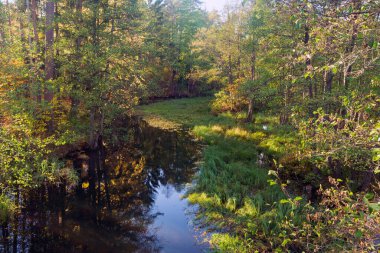 Orman, doğa, manzara, nehir. Açık hava fotoğrafçılığı.