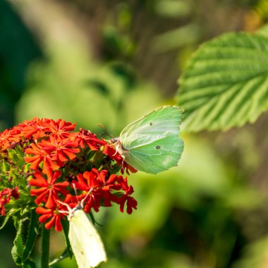 Beyaz lahana kelebeği kırmızı karanfilin üzerinde oturur.