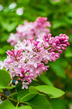 Leylak çalısı baharda çiçek açtı..