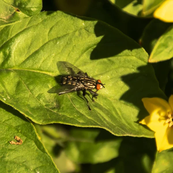 Schwebfliege Sitzt Auf Einem Grünen Blatt Und Sonnt Sich Der — Stockfoto