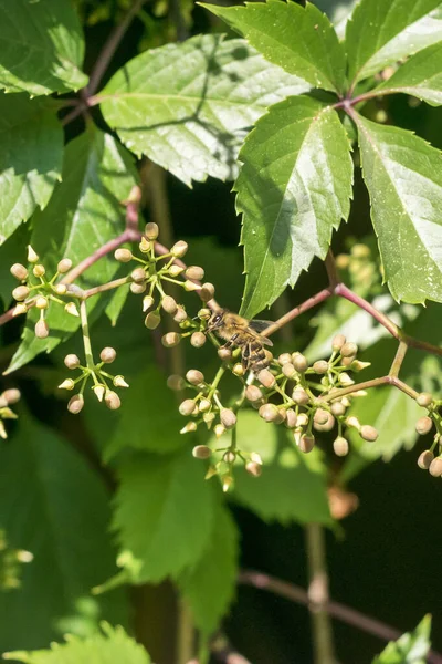 Arılar yabani üzüm çiçeklerinden polen toplarlar..