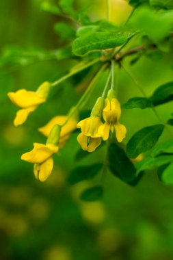 Sarı akasya çiçekleri baharda açar..
