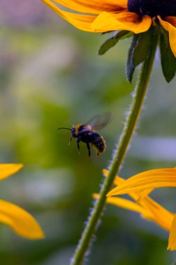 Yaban arısı yaz günlerinde sarı çiçeklerden ve yoncalardan polen toplar..
