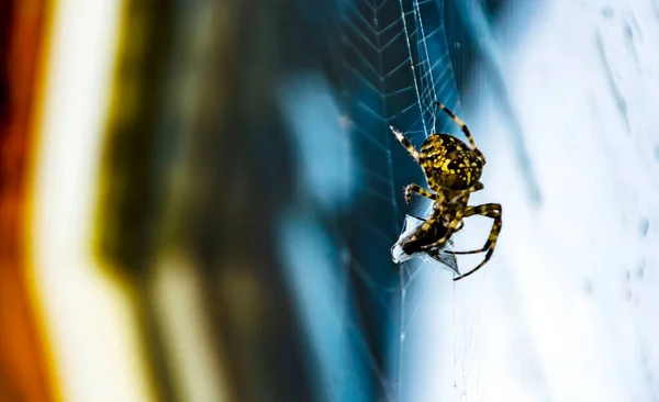 Uma Aranha Numa Teia Apanhou Uma Mosca Come Sua Presa — Fotografia de Stock