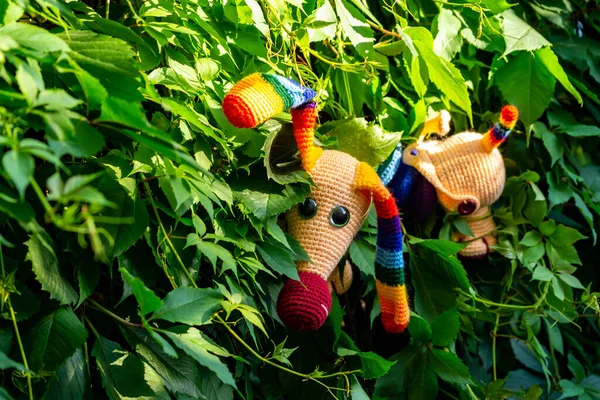 Amigurumi bebek gökkuşağı dachshund yazın bahçede bir fotoğrafçıya poz verir..