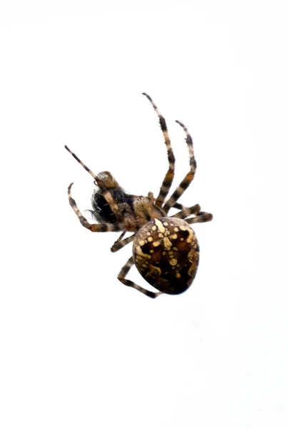 Een Spin Een Web Heeft Een Vlieg Gevangen Eet Zijn — Stockfoto