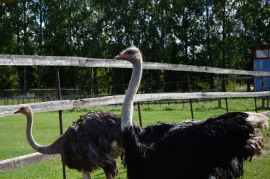 Devekuşları, pembe bluzlu çekici bir kadının elinden çıkan yeşil yaprakları yerler..